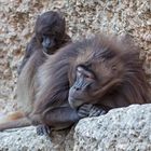 Gut oder böse? Tschelada im Zoo Zürich