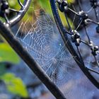 Gut vernetzt im Gartenstuhl