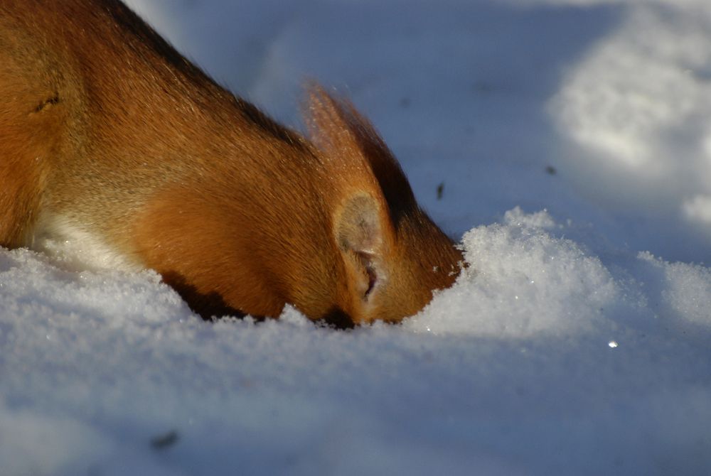 Gut verstecken... und hoffentlich wieder Finden