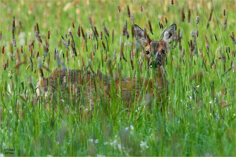 Gut versteckt ...