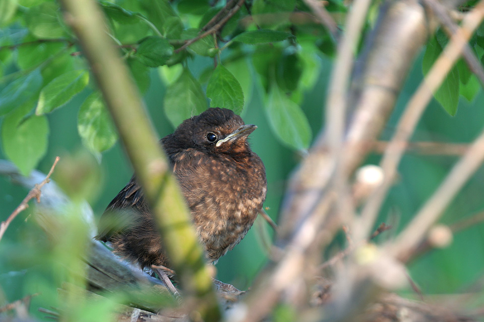 Versteckt Versteckt