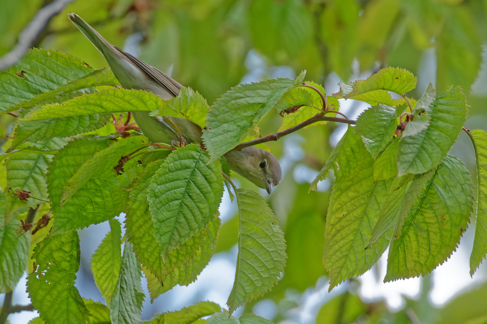 Gut versteckt