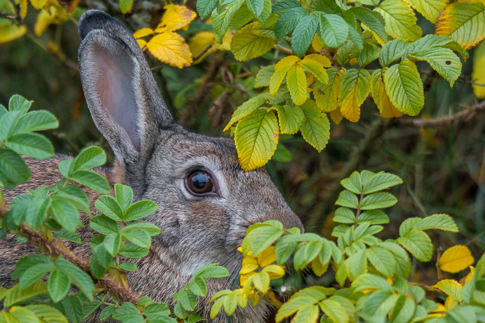 Gut versteckt...