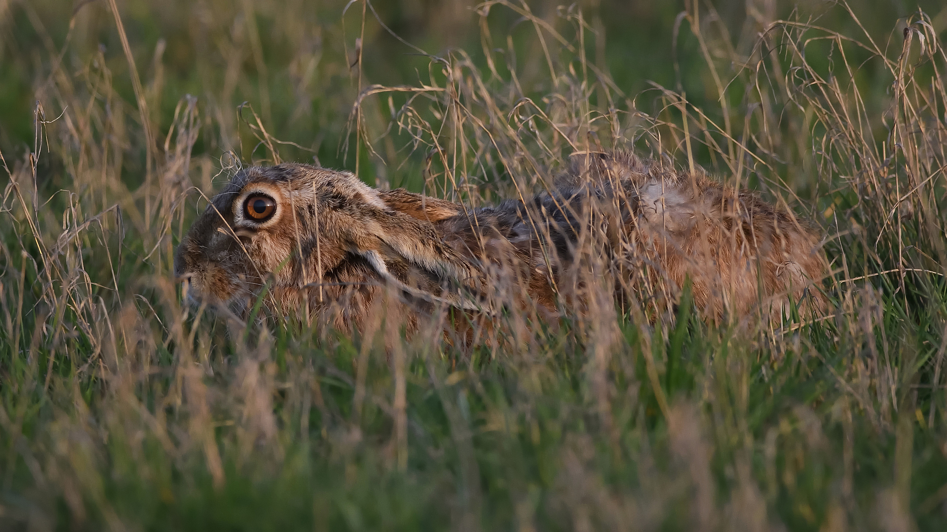 Gut versteckt....