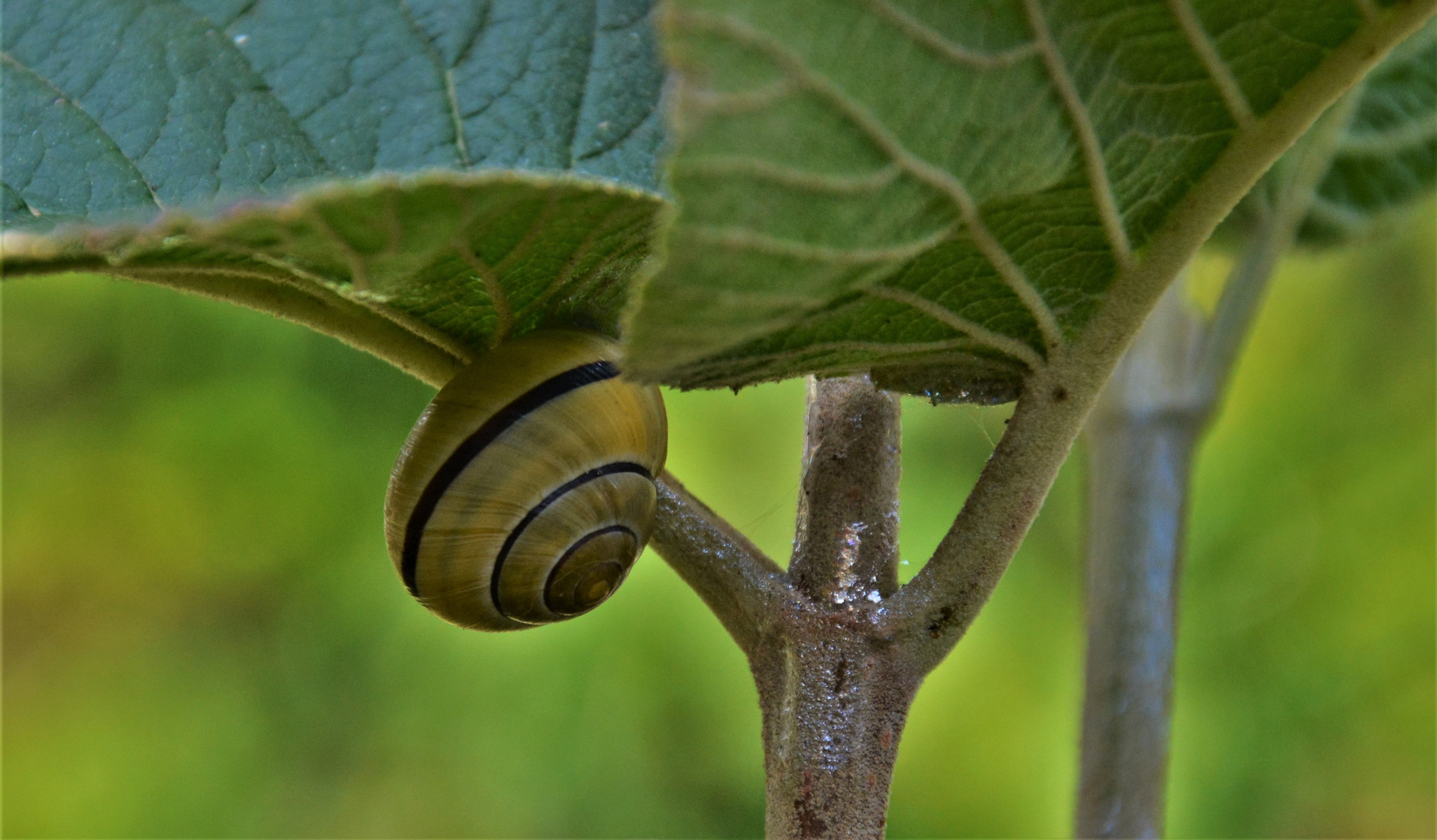 GUT VERSTECKT