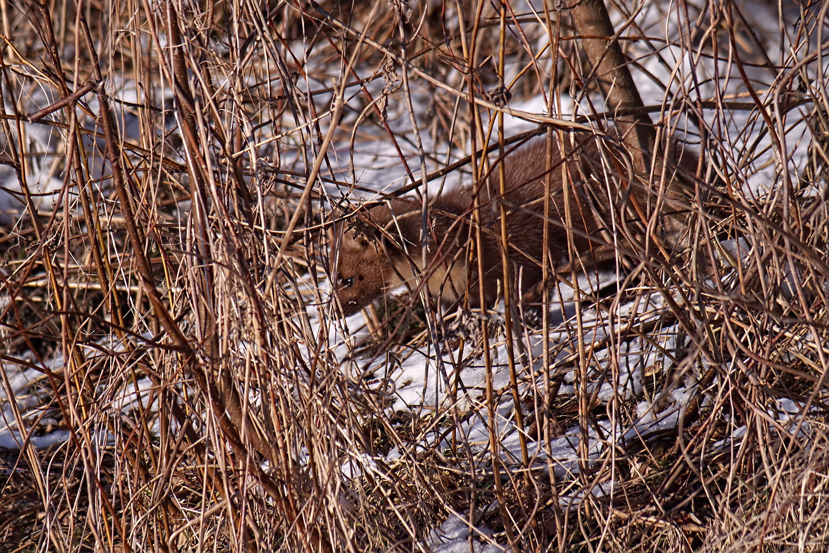 gut versteckt ....