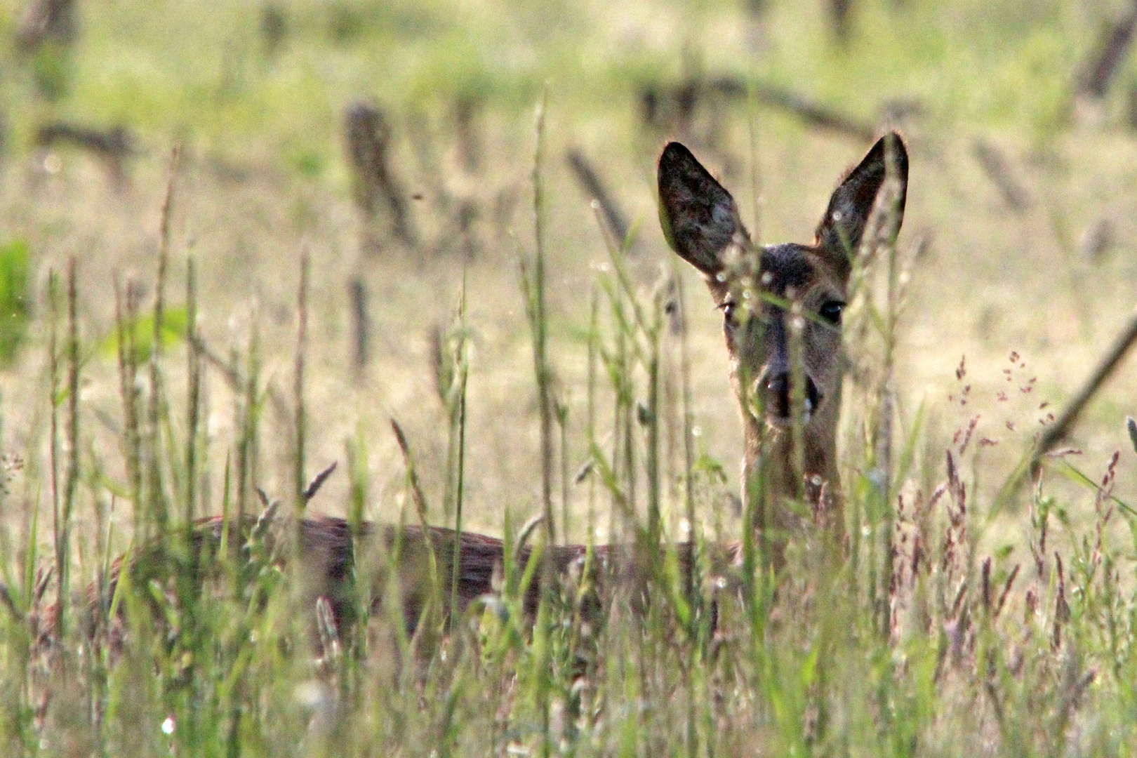 Gut versteckt?