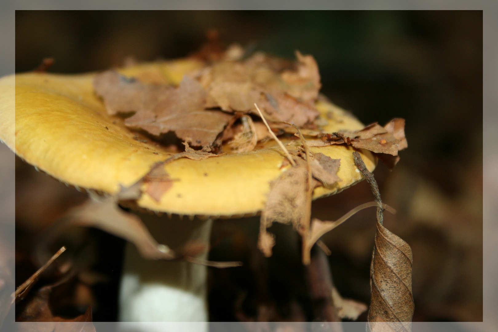 gut versteckt, denkt der Pilz ;)