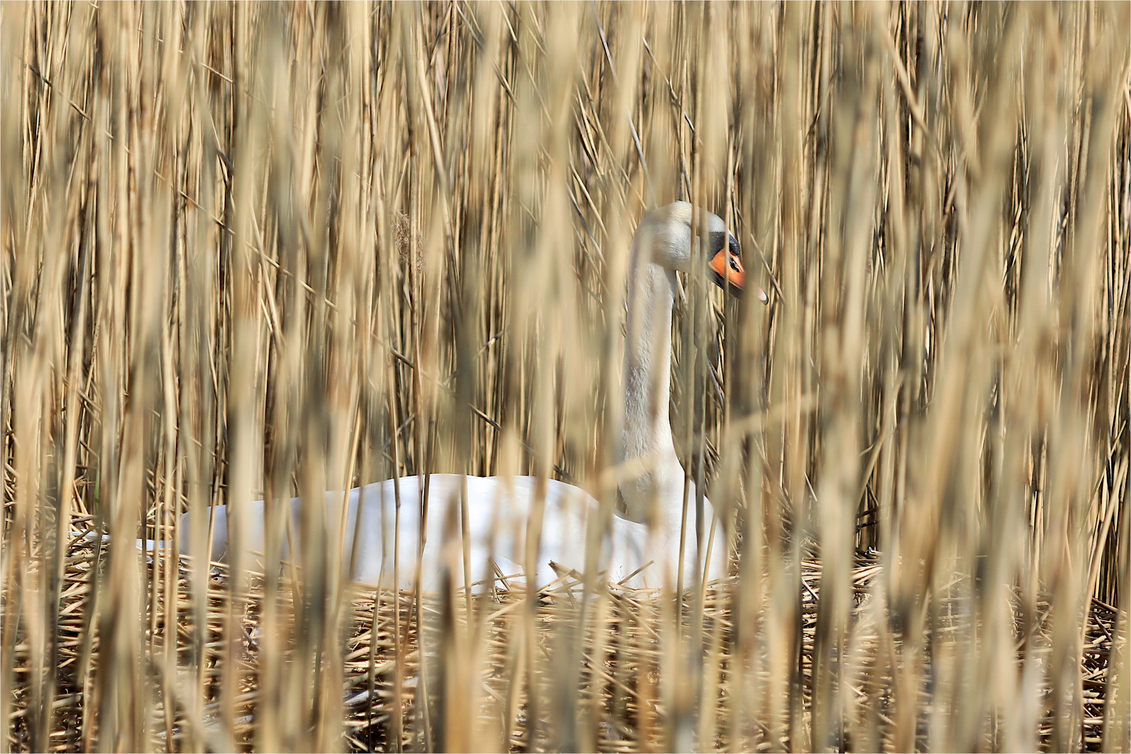 Gut versteckt...