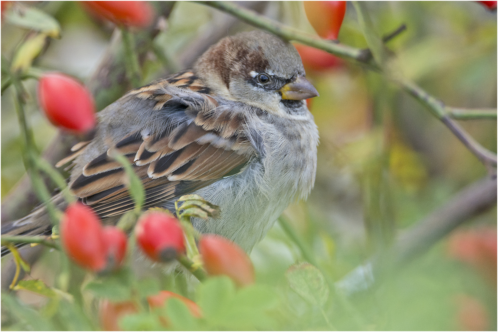 Gut versteckt hatte sich der "Spatz" in der . . .