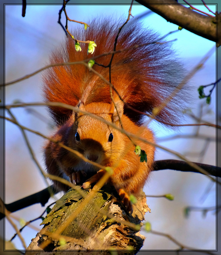 Gut versteckt, ich habe dich im Blick