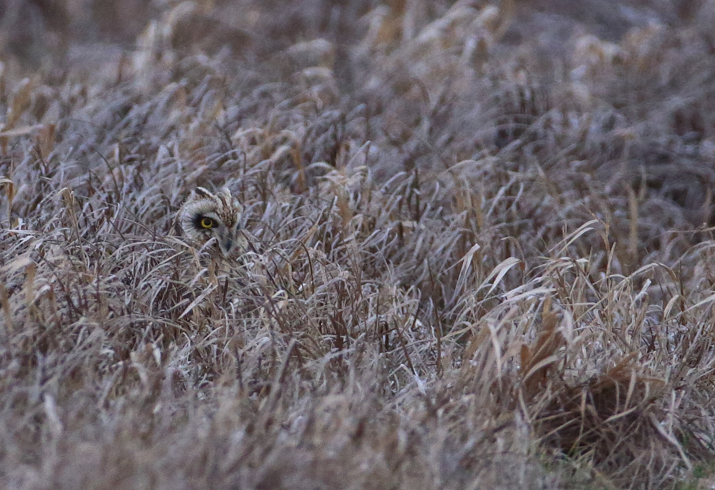 Gut versteckt im Altgras!