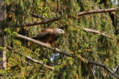 gut versteckt im Baum