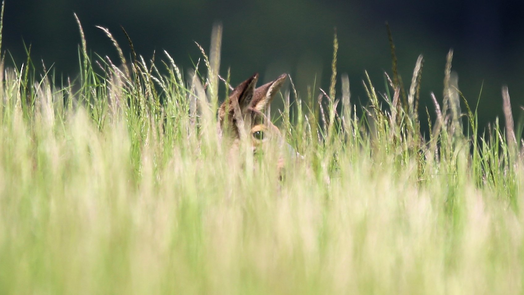 Gut versteckt im hohen Gras..