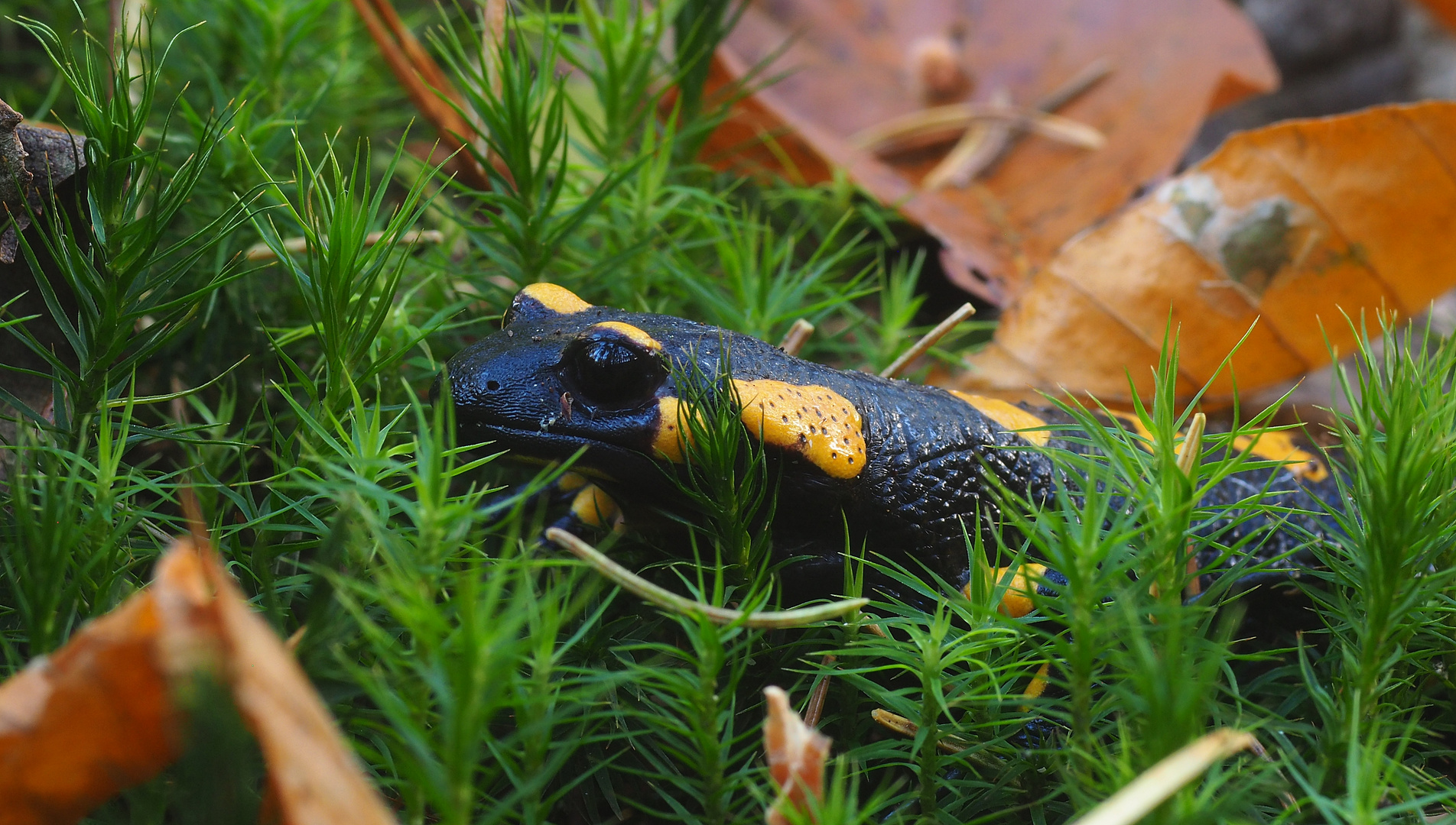 Gut versteckt im Moos - ein Feuersalamander