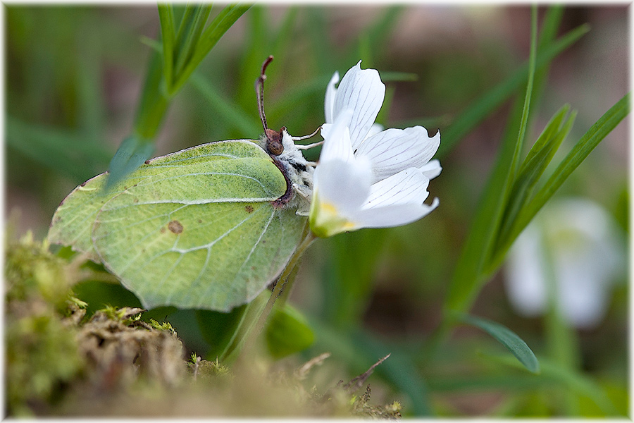 Gut versteckt im Waldsauerklee