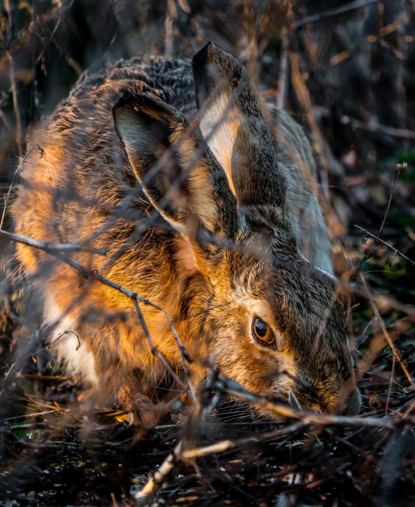 "GUT VERSTECKT MIT ABENDSTIMMUNG"