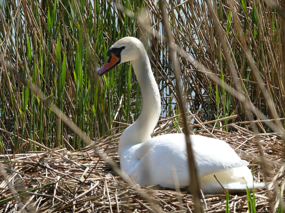 Gut versteckt sitzt sie in ihrem Nest