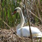 Gut versteckt sitzt sie in ihrem Nest