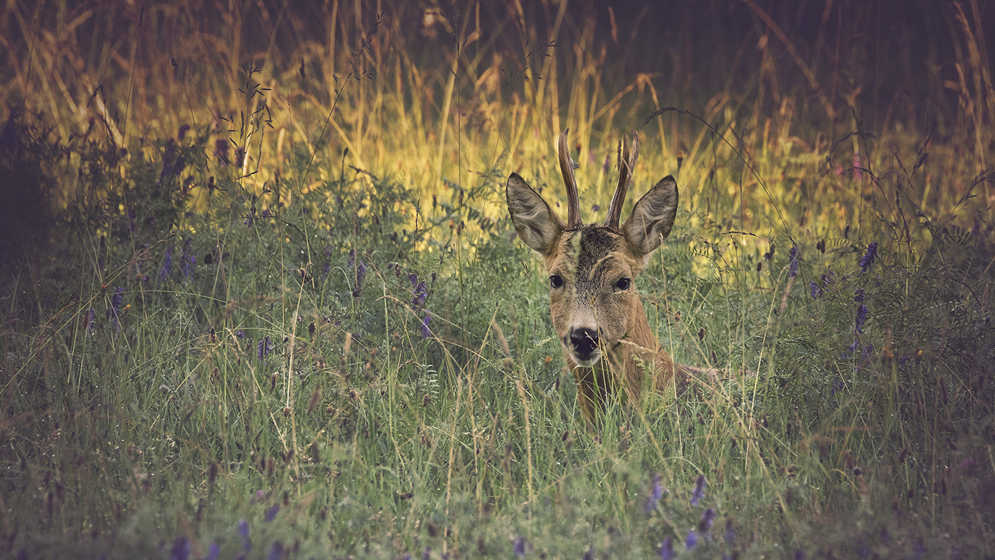 "Gut versteckt und doch entdeckt"