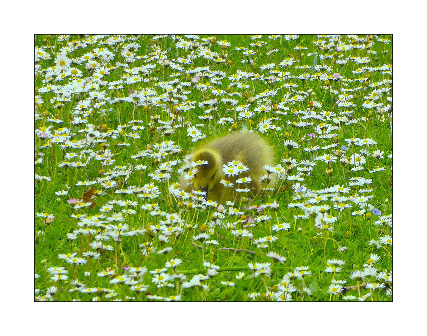 Gut versteckt zwischen Blümchen