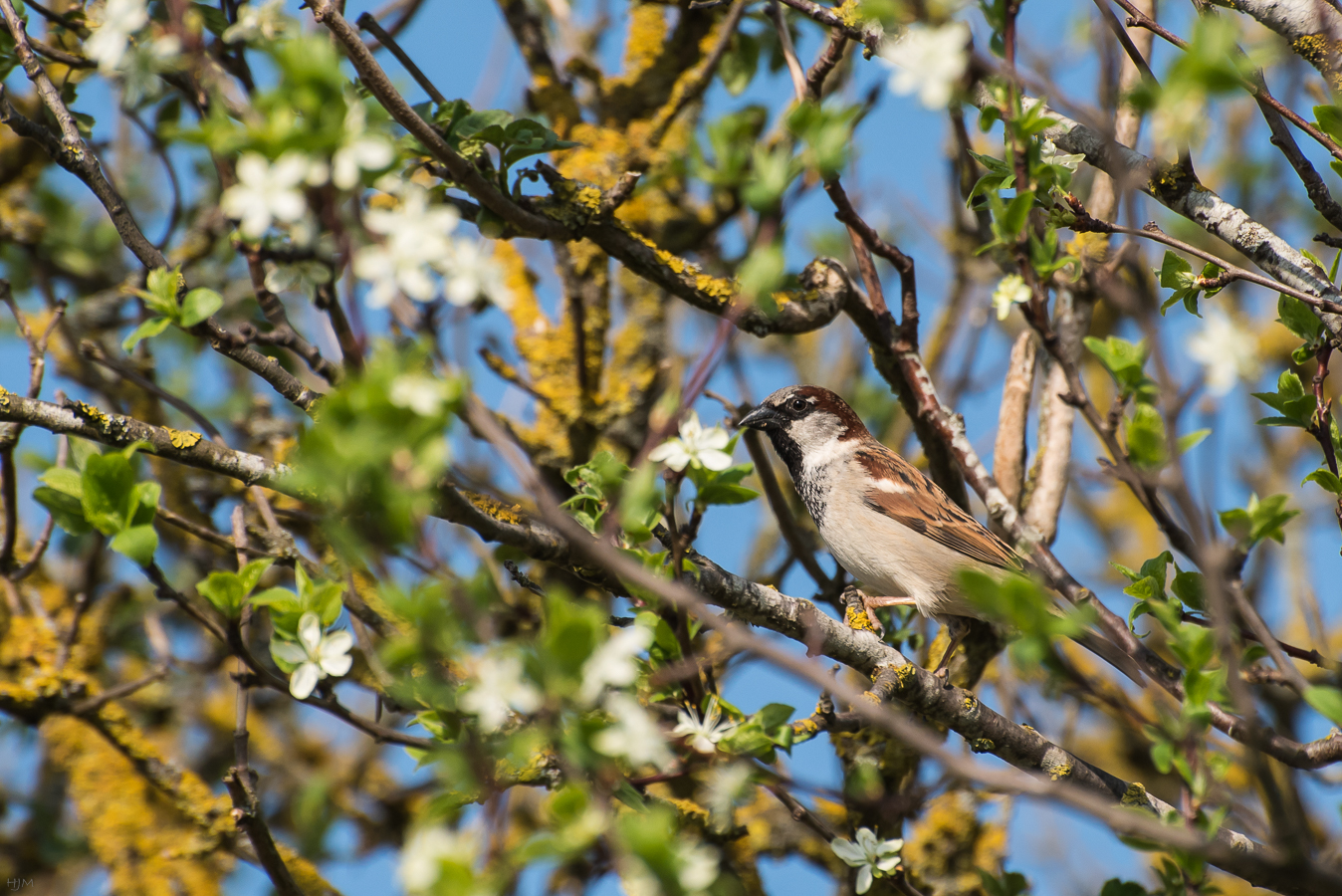 Gut versteckter Spatz