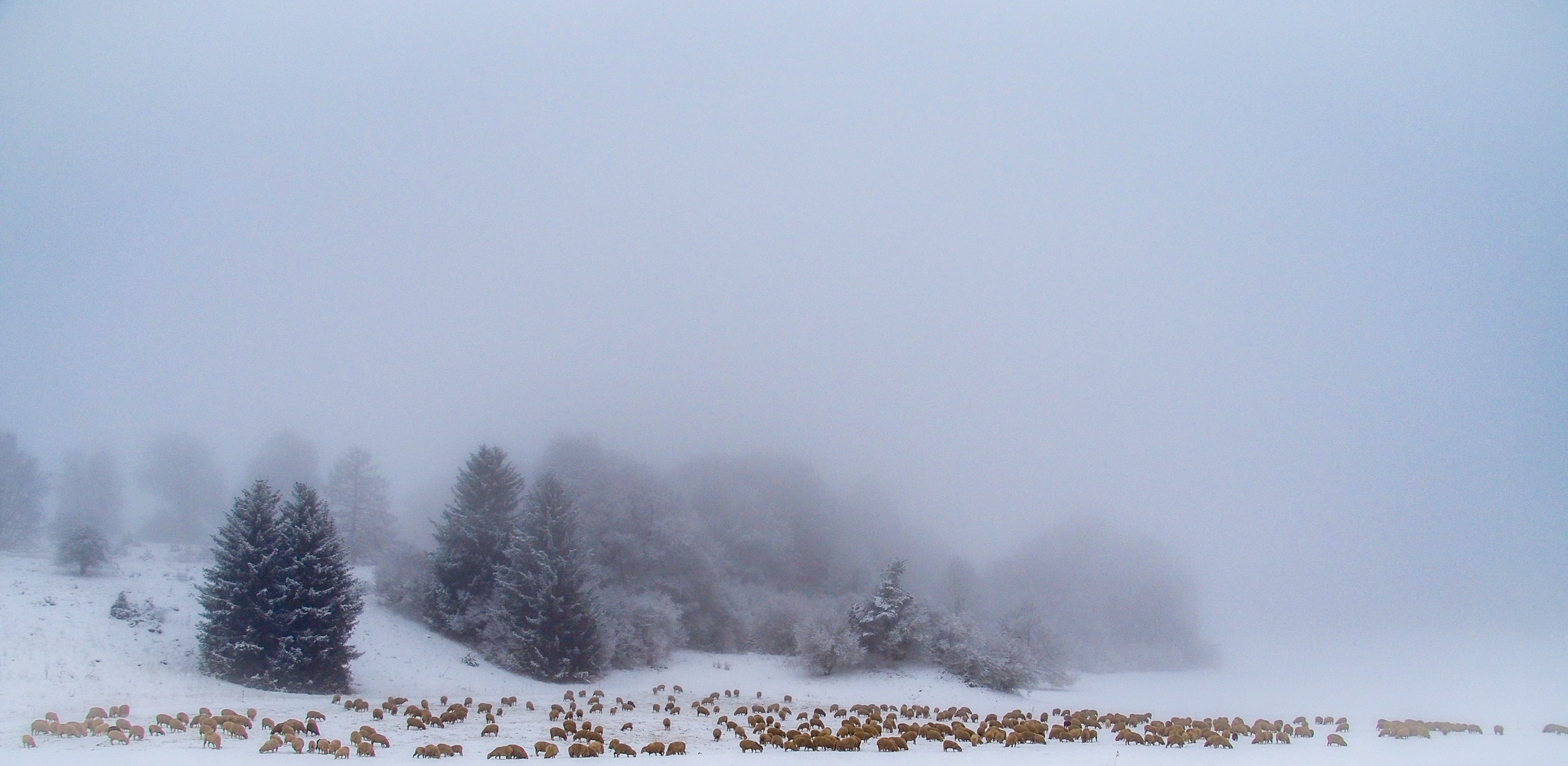 Gut, wenn man im Winter einen Schafpelz hat