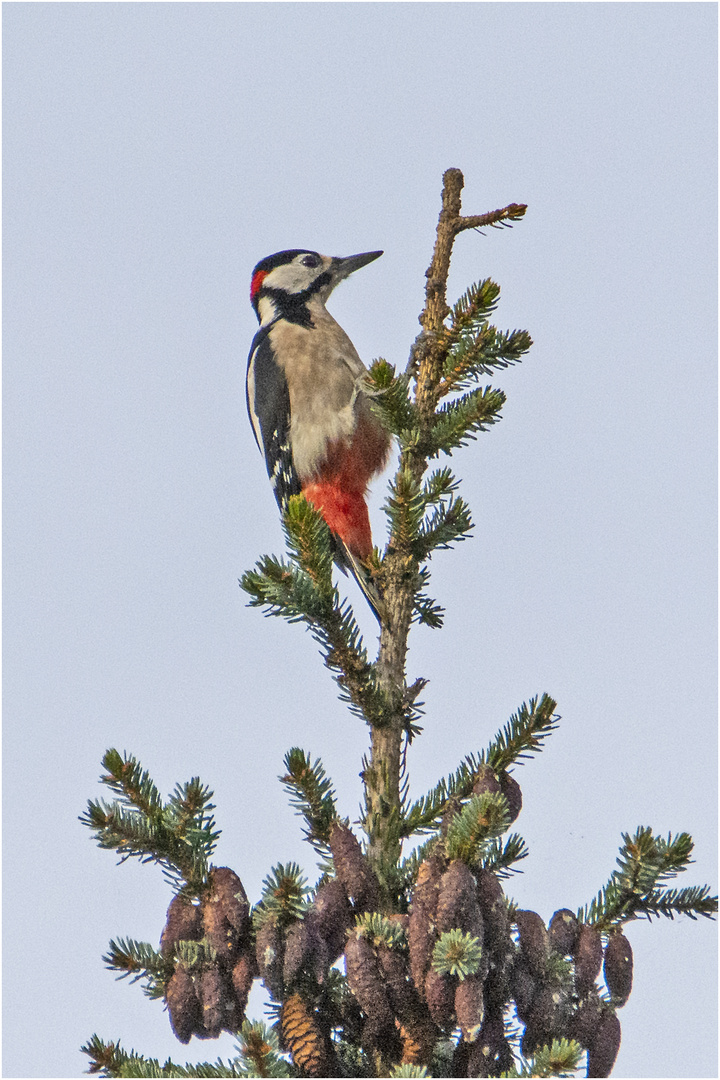 Gute Aussicht hatte der Buntspecht (Dendrocopos major, Syn.: Picoides major) . . .