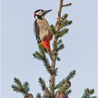 Gute Aussicht hatte der Buntspecht (Dendrocopos major, Syn.: Picoides major) . . .