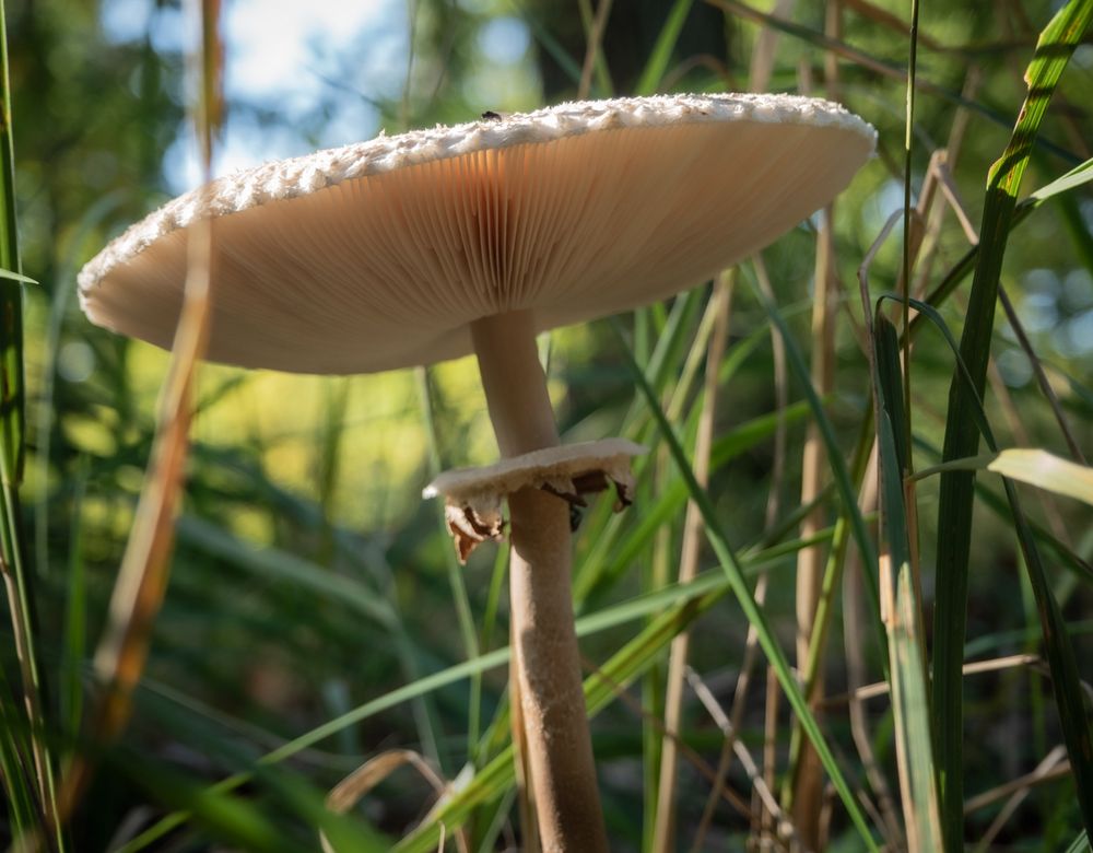 Gute Aussicht - Pilz 1-1