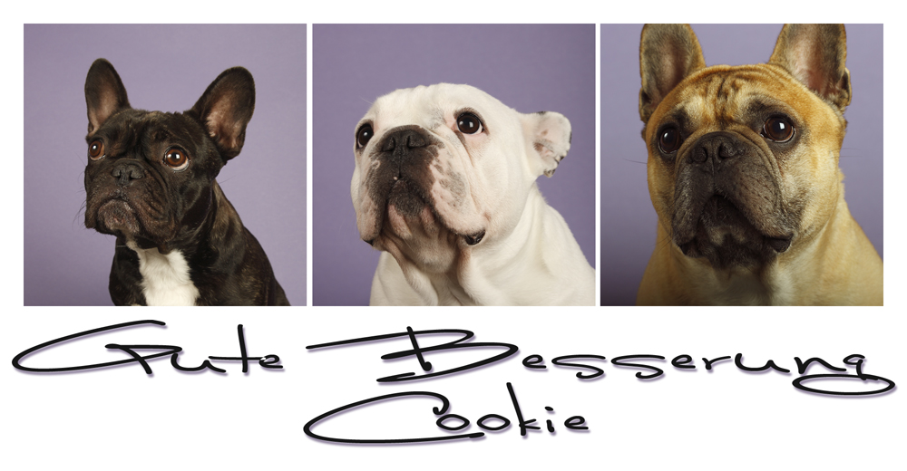 Gute Besserung Cookie Foto &amp; Bild tiere, haustiere, hunde Bilder auf