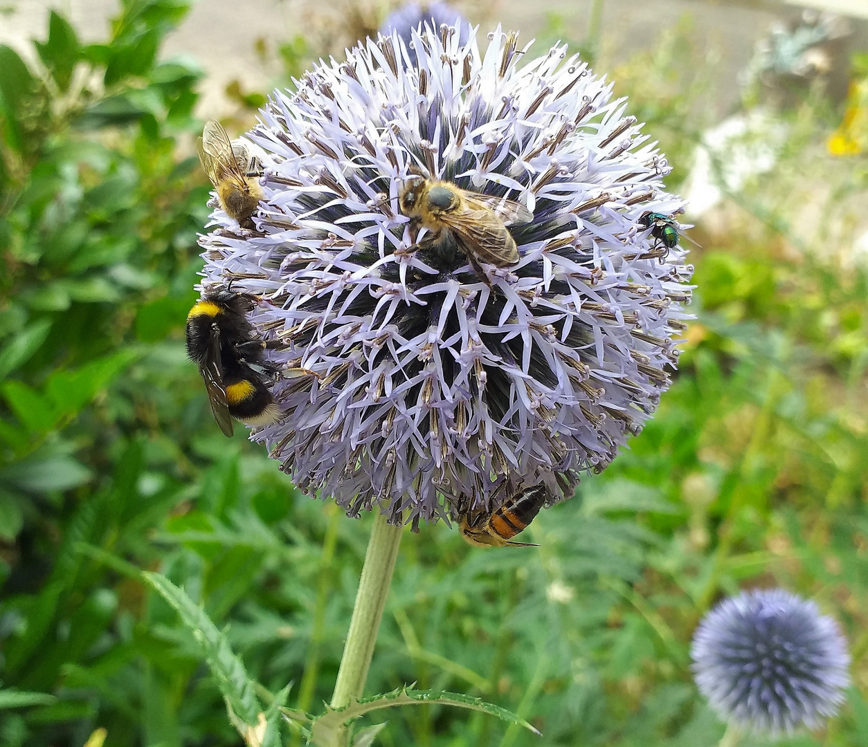 Gute besuchte Kugeldistel