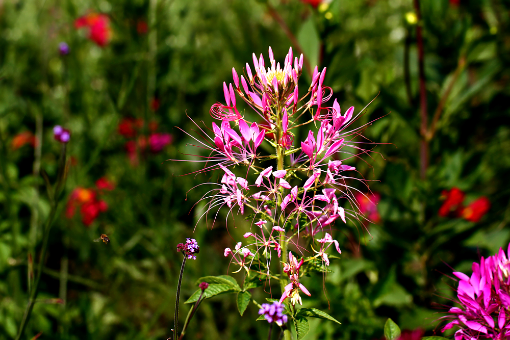 Gute Erholung in der Blumenwiese