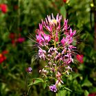 Gute Erholung in der Blumenwiese