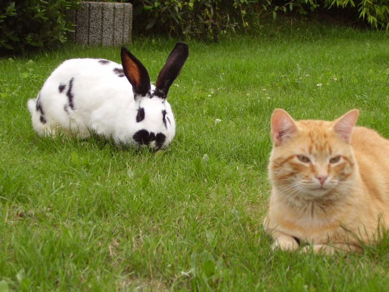 Gute Freund beim Freilauf im Garten