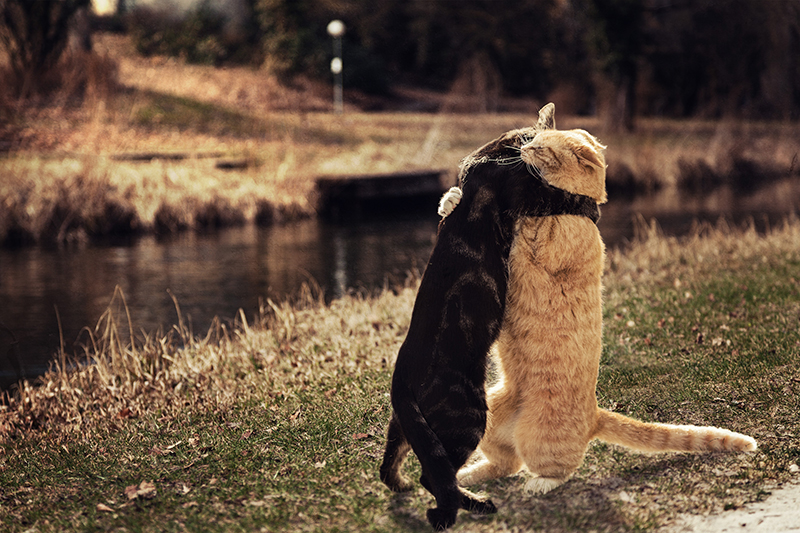 Gute Freunde kann niemand trennen Foto & Bild tiere, haustiere