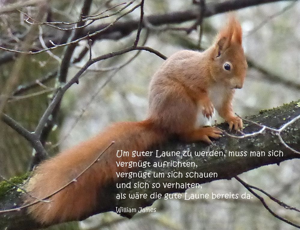 Gute Laune Foto &amp; Bild | karten und kalender, karten 2016, spezial ...