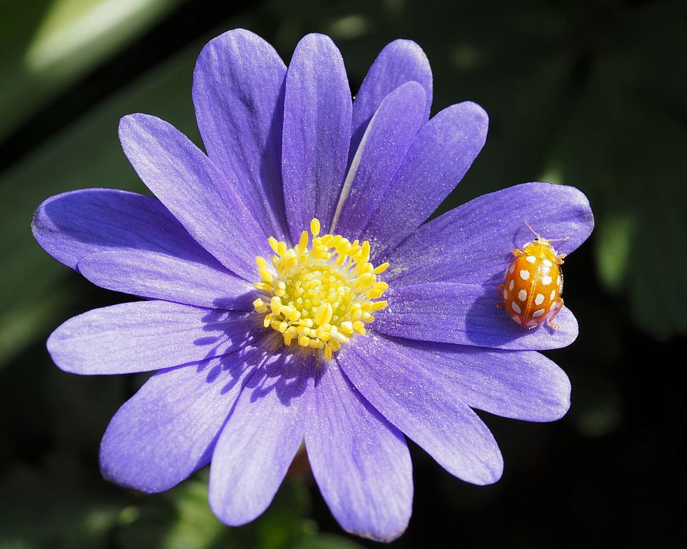 Gute Laune Bild ... Foto & Bild | fotos, natur, pflanzen ...