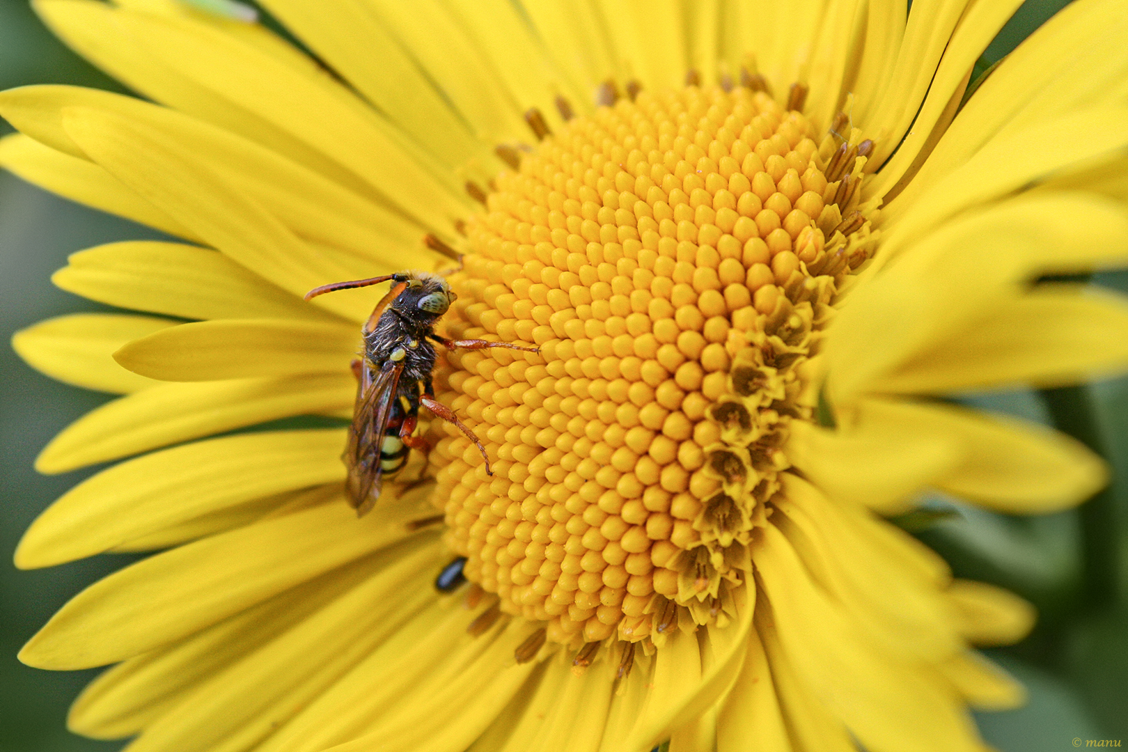 Gute - Laune - Blume