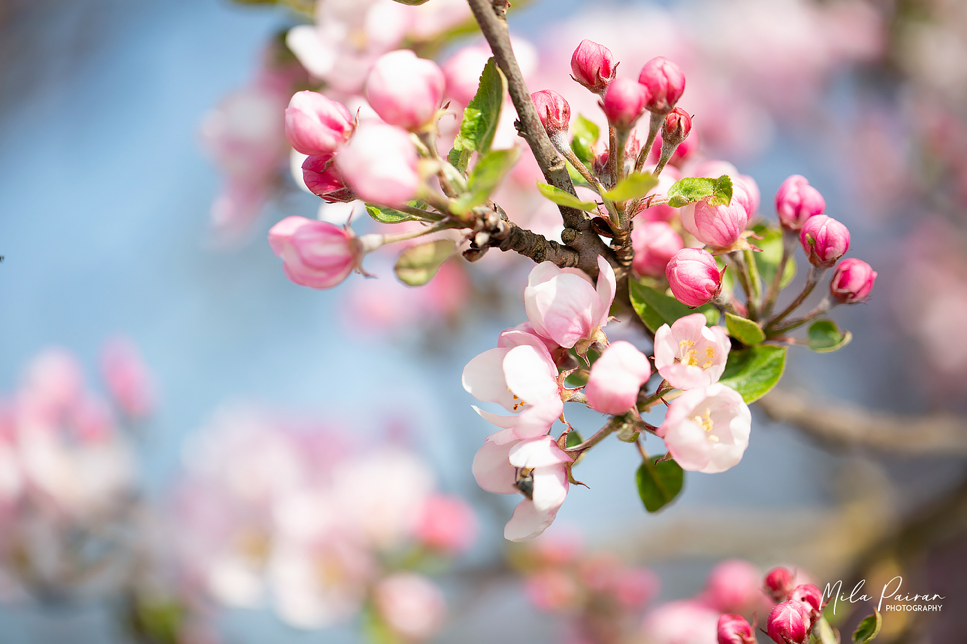 Gute-Laune-Blumen