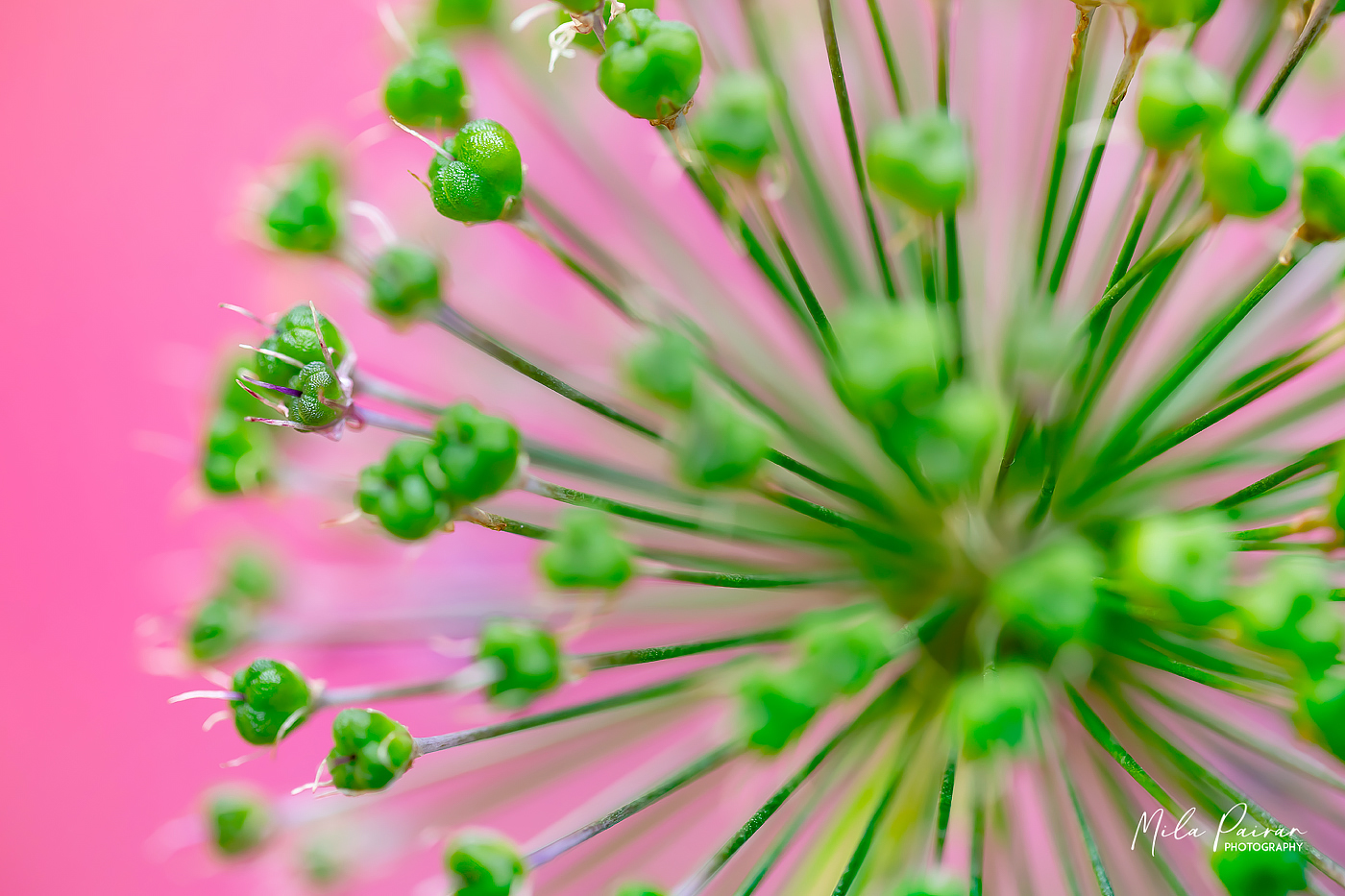 Gute-Laune-Blumen