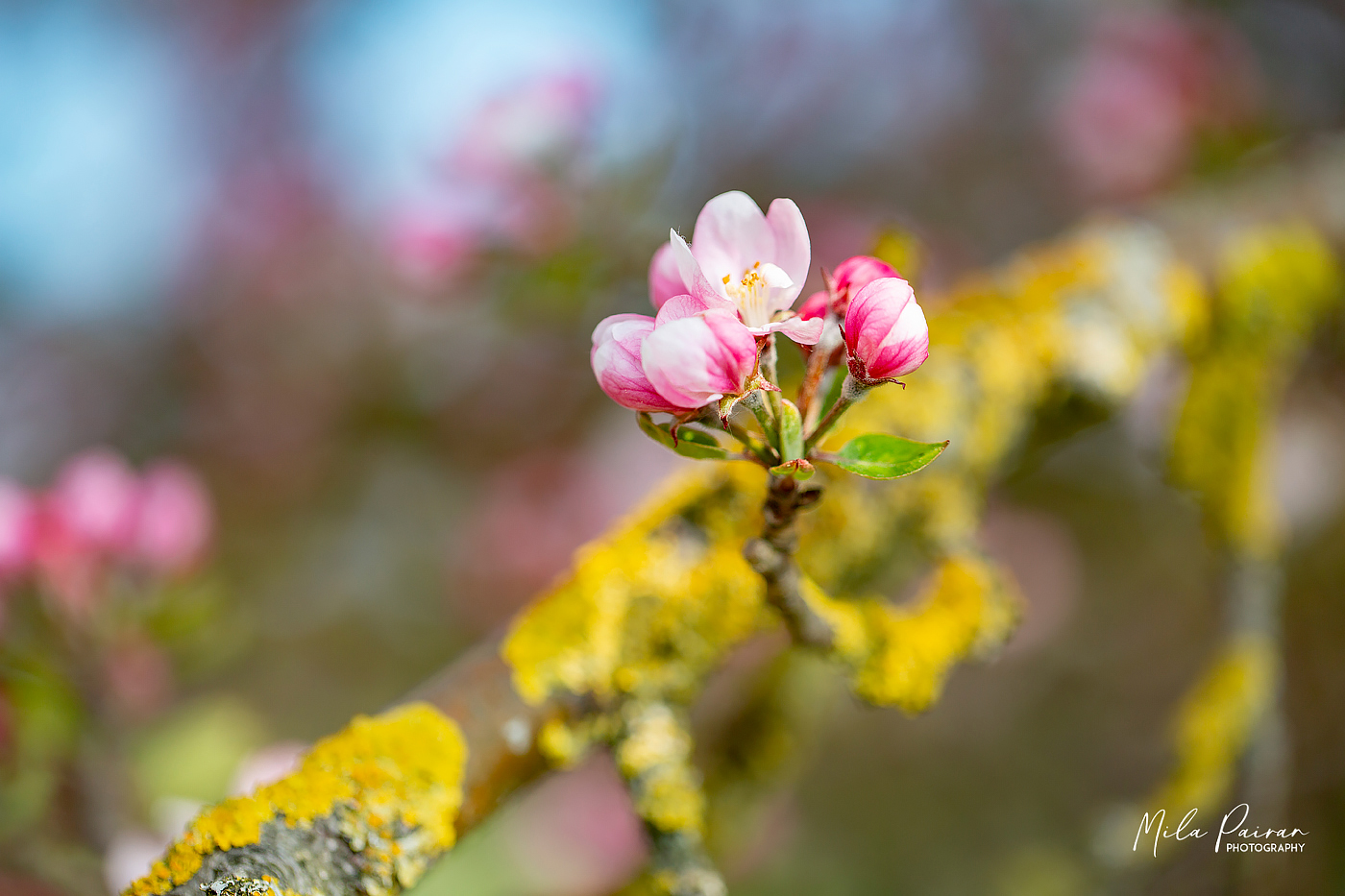 Gute-Laune-Blumen