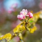 Gute-Laune-Blumen