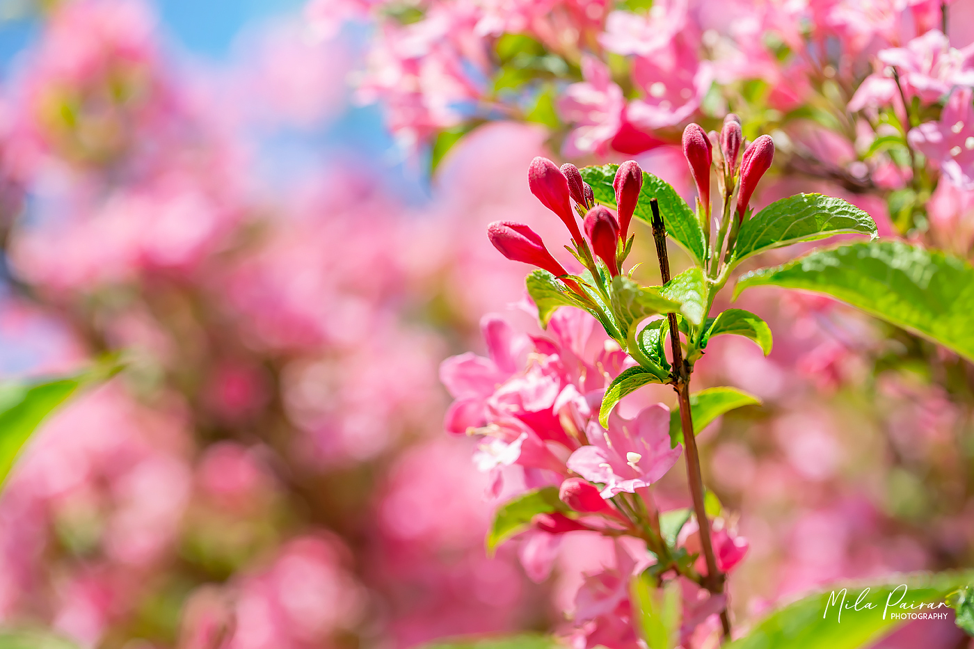 Gute-Laune-Blumen