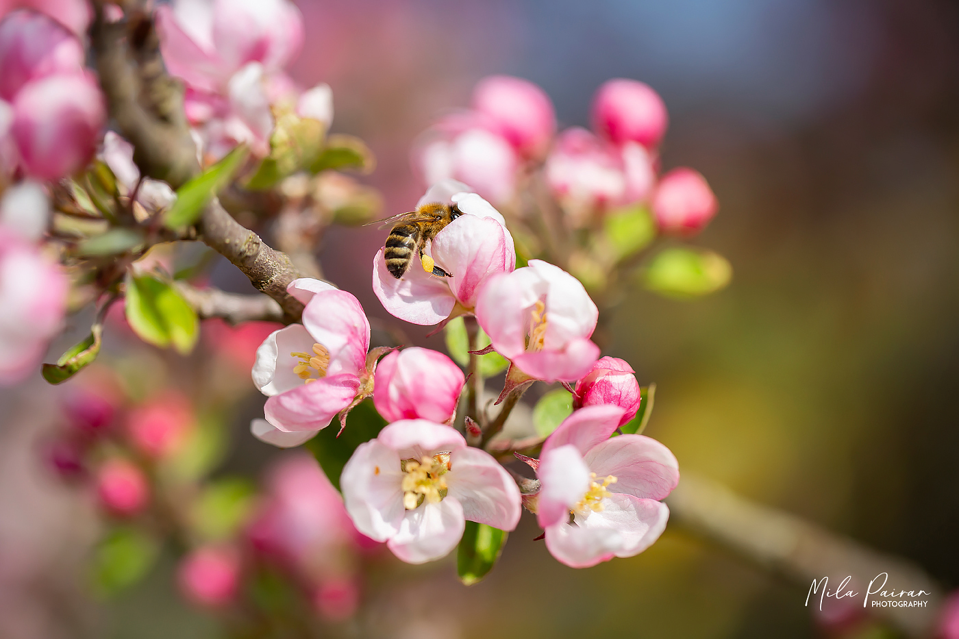 Gute-Laune-Blumen