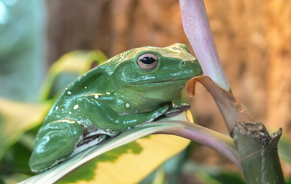 Gute Laune Frosch