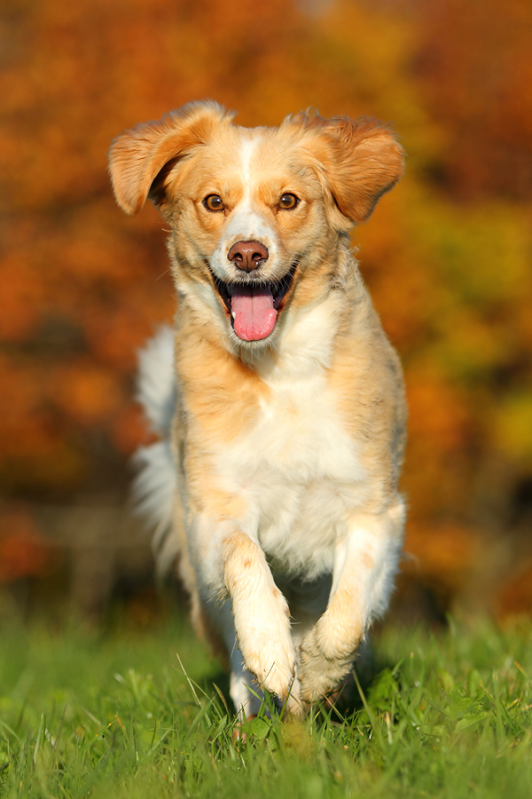 Gute-Laune-Hund