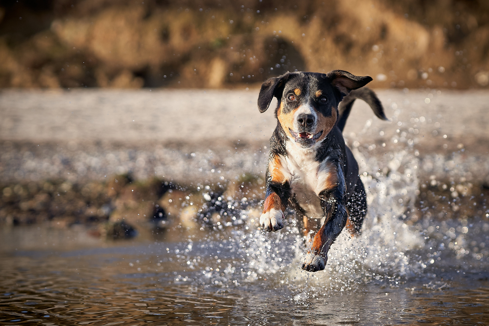 Gute- Laune- Hund