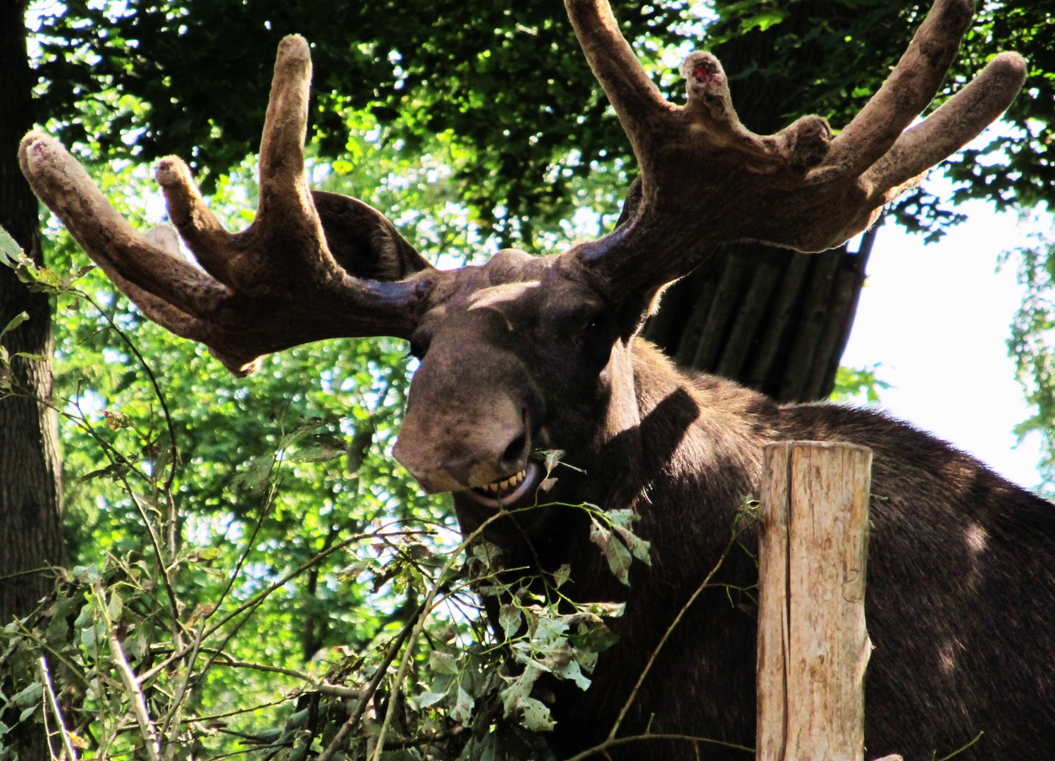 Gute Laune im Skansen