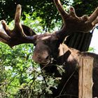 Gute Laune im Skansen